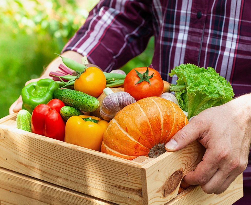Commercial Seed Supply — Person Holding Basket Of Vegetables in Beecher, IL Commercial Seed Supply — Person Holding Basket Of Vegetables in Beecher, IL
