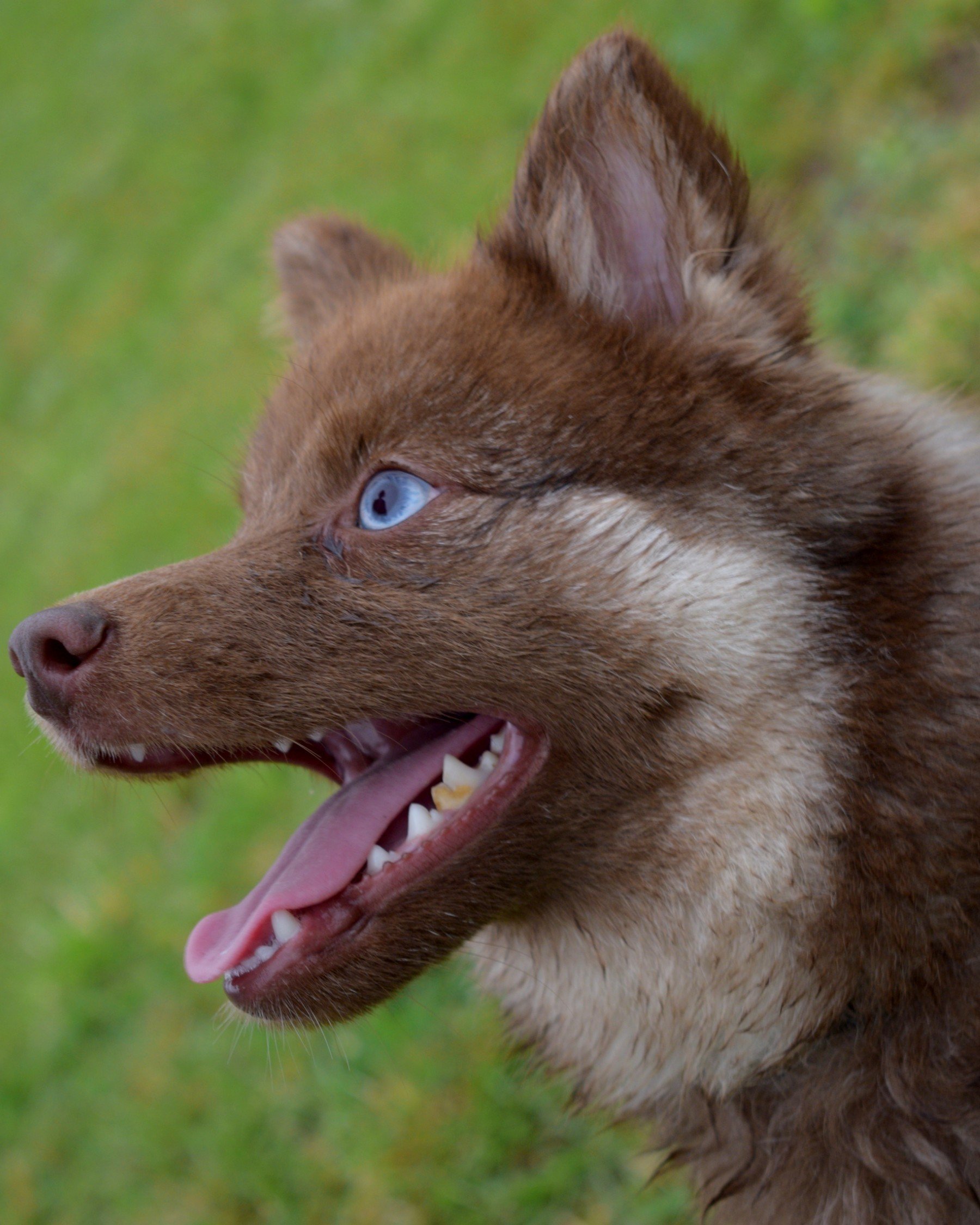 Pomsky for sale from Cocoafrost Pomskies UK
