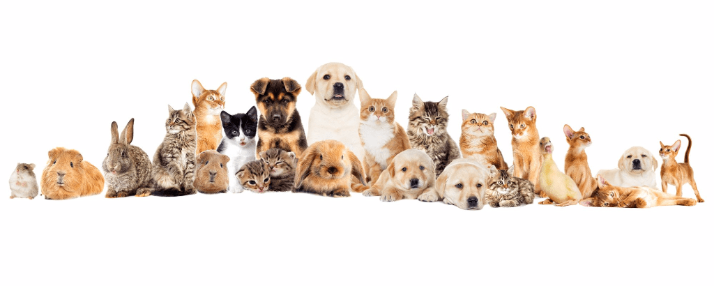 View of healthy pet animals