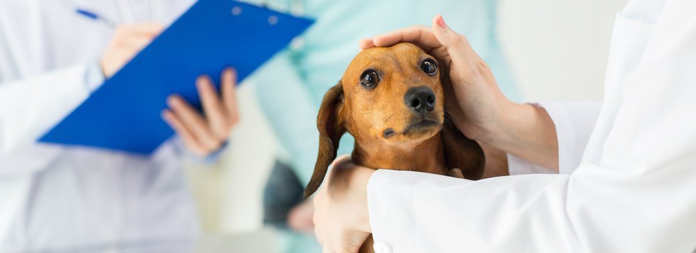 View of a cute dog taken care at the clinic