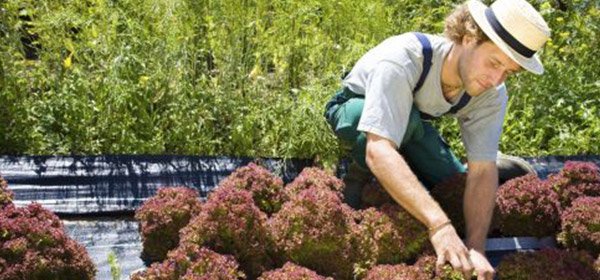 chris smiths happy gardeners employee shaping the flowers 