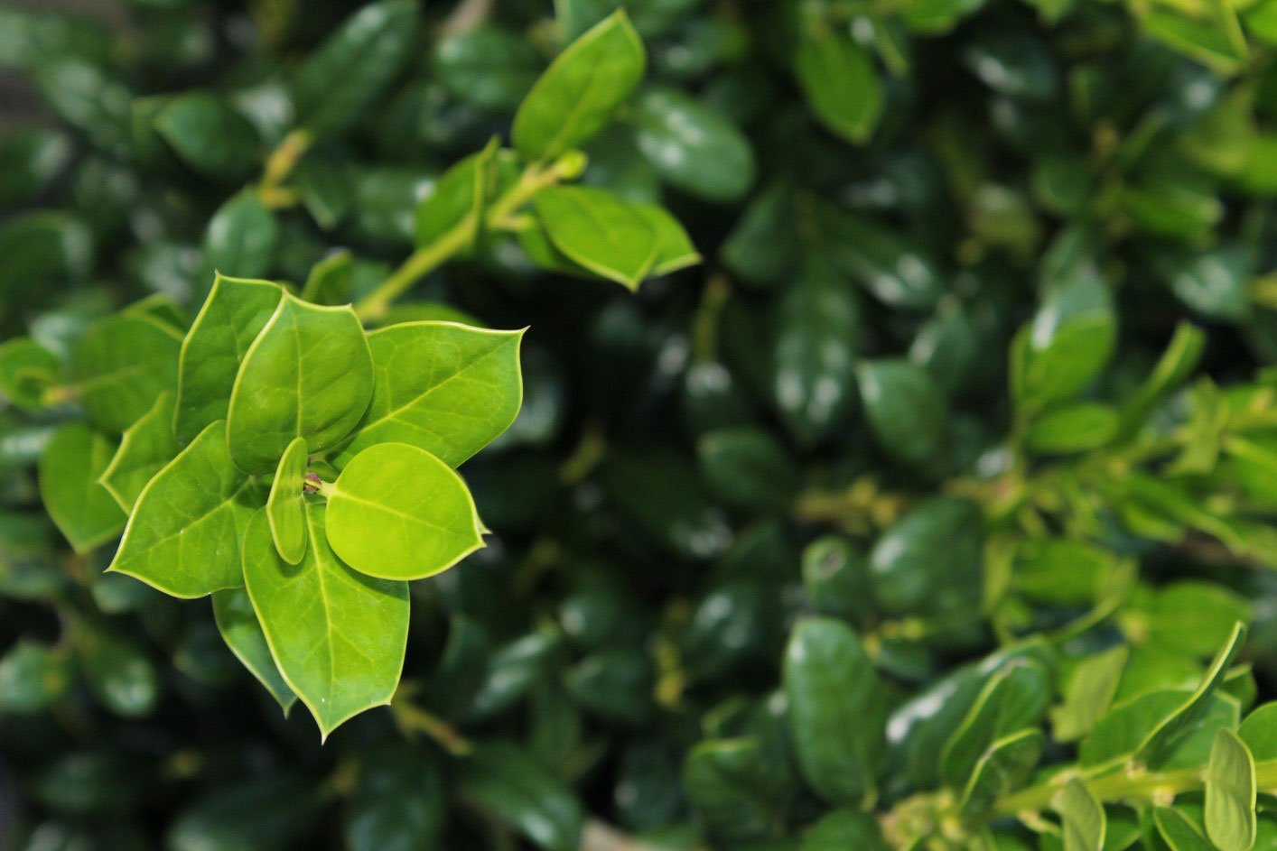 Trees Jacksonville, FL Southern Tree Farm