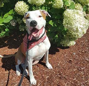 Recommended Dog Obedience Trainers| For the Love of Dog Rescue of NH