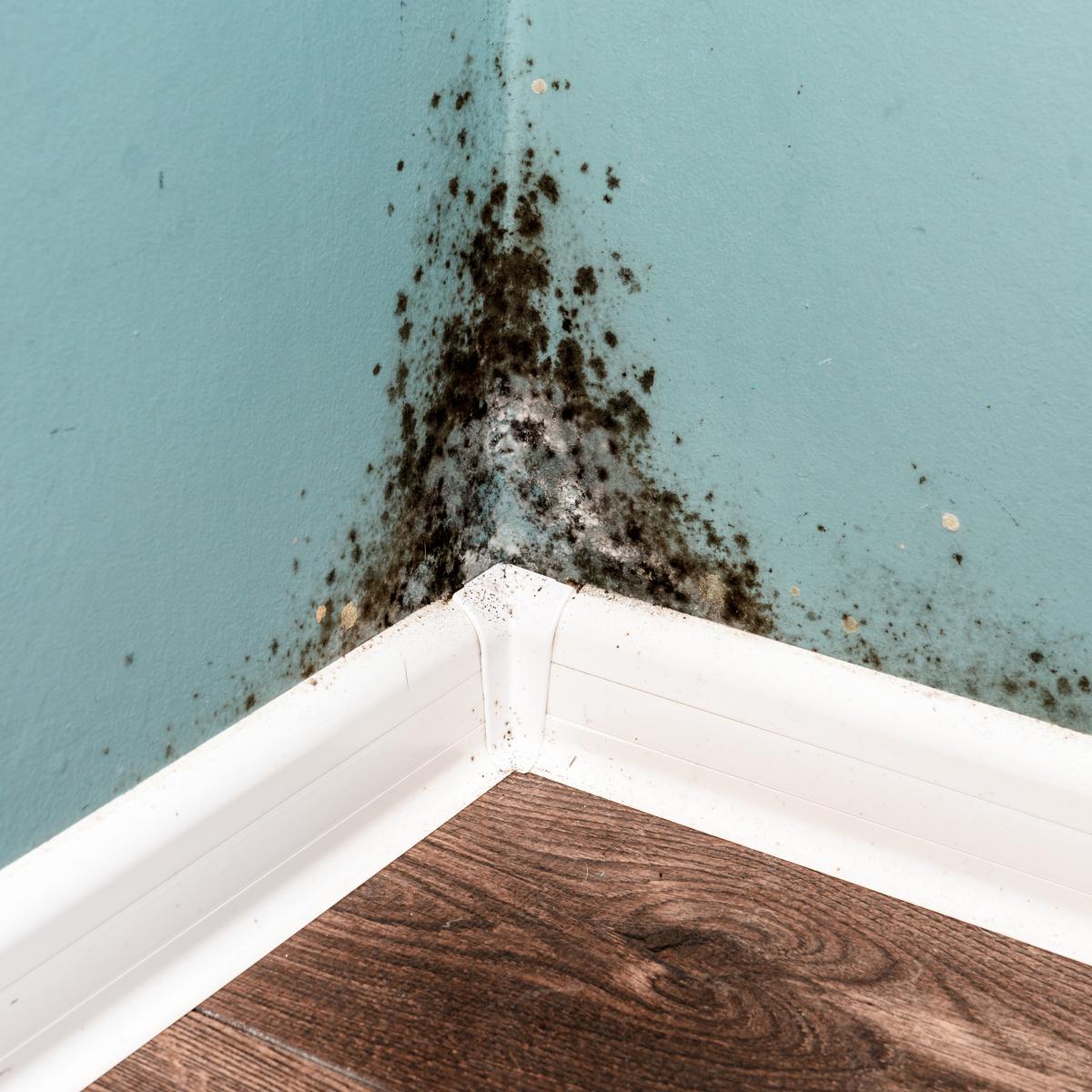 Is Do It Yourself Mold Removal Safe Is do it yourself mold removal safe
