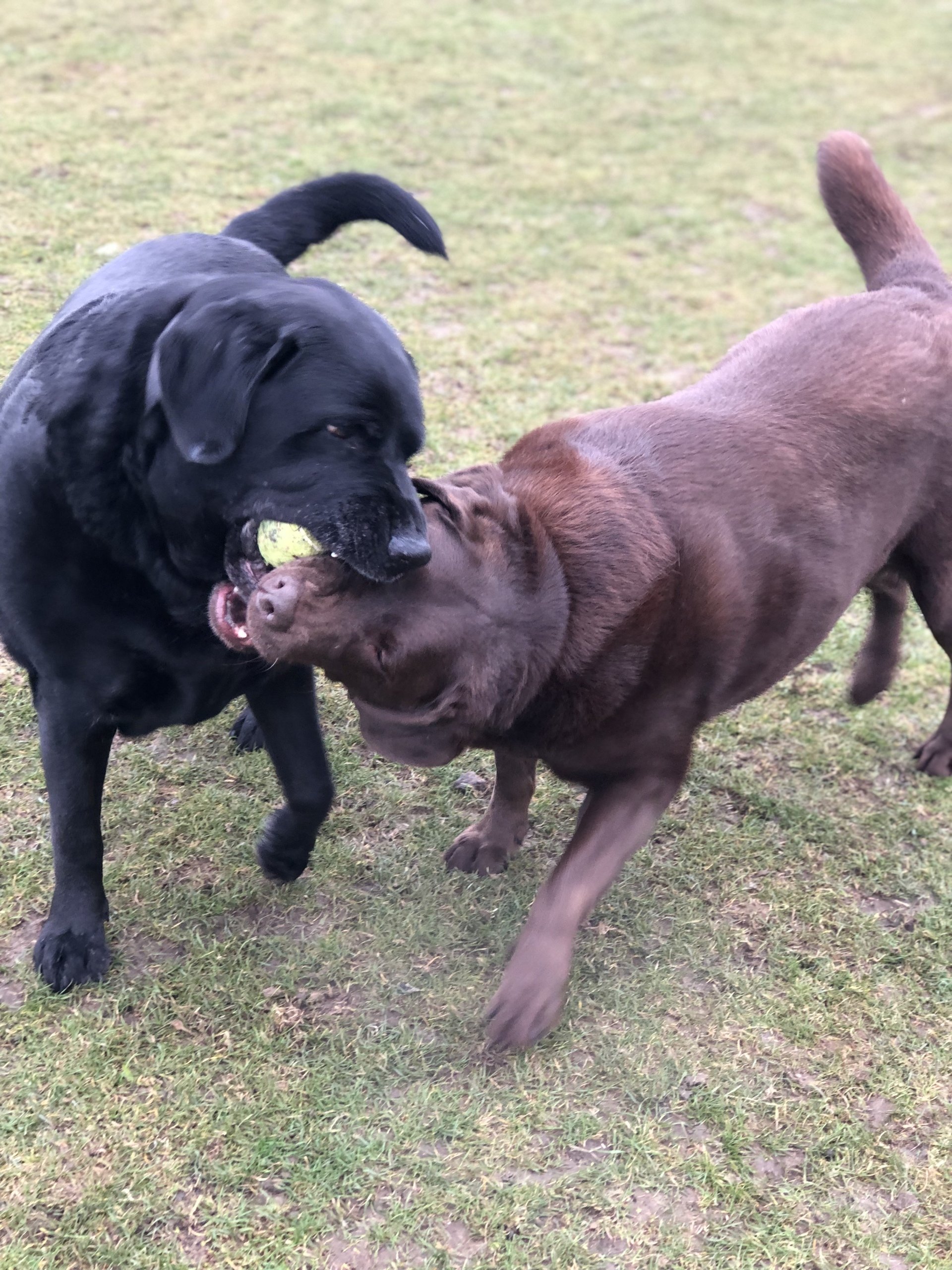 Dog Boarding Dog Kennels Barehams Dog Boarding Orsett