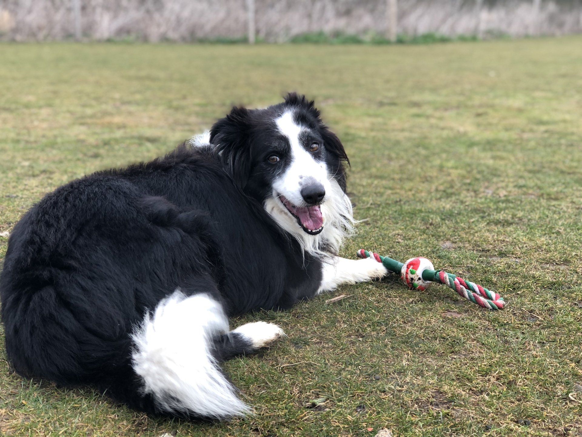 Dog Boarding Dog Kennels Barehams Dog Boarding Orsett