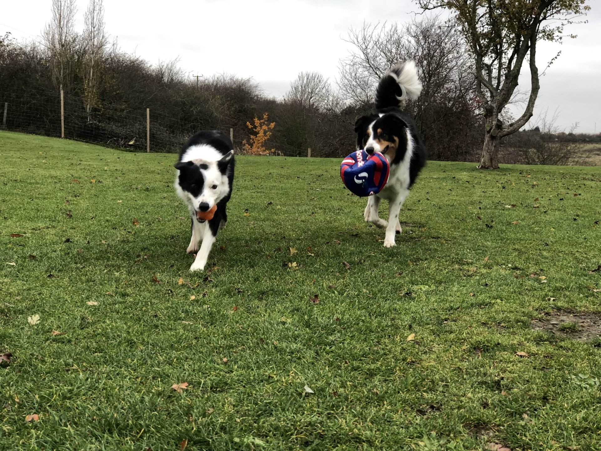 Dog Boarding Dog Kennels Barehams Dog Boarding Orsett