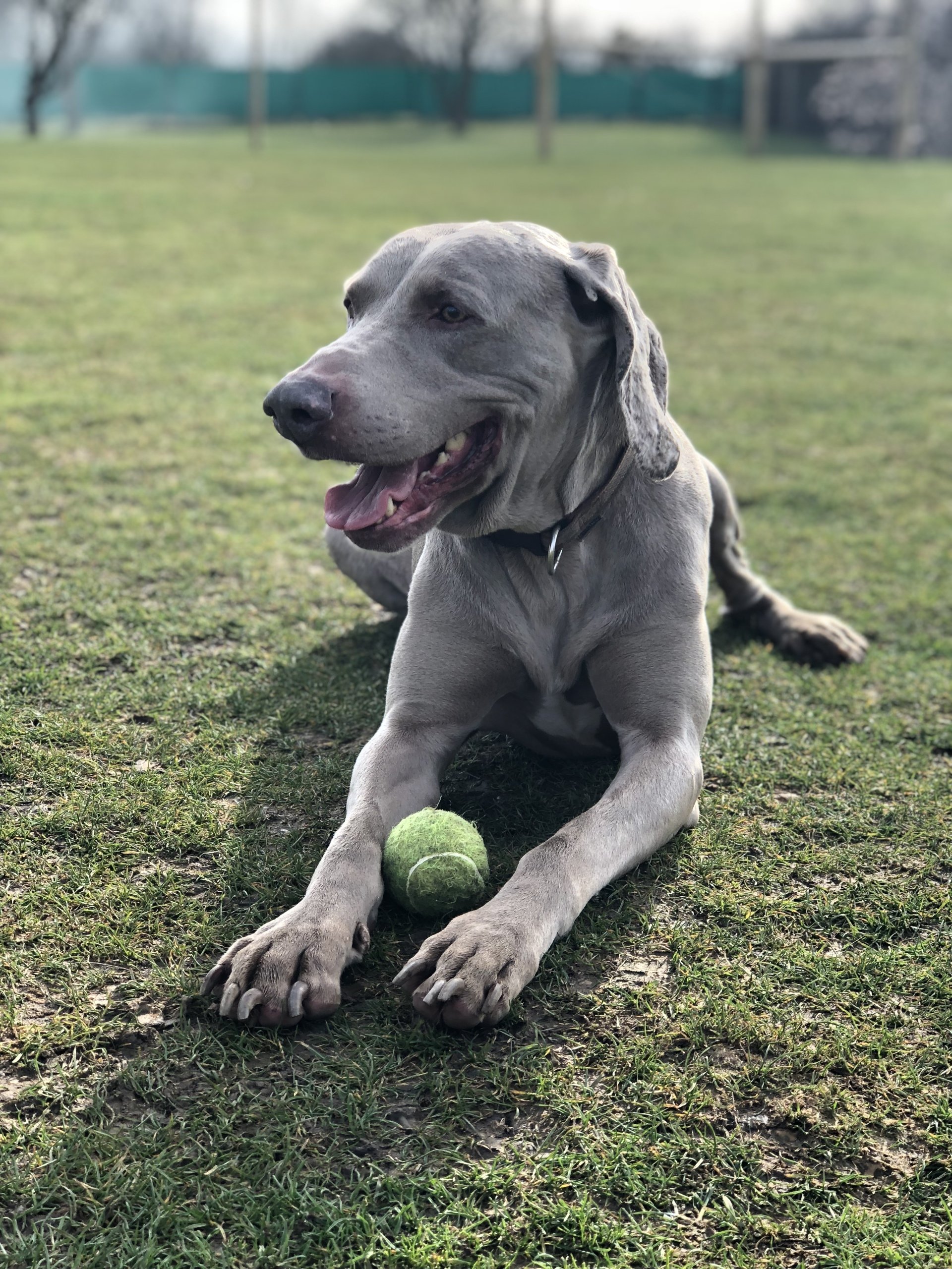 Dog Boarding Dog Kennels Barehams Dog Boarding Orsett