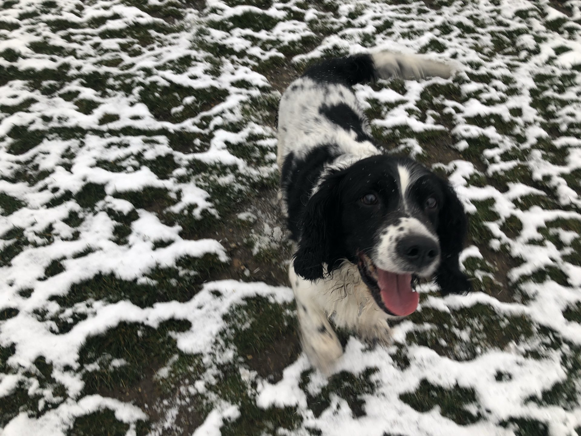 Dog Boarding Dog Kennels Barehams Dog Boarding Orsett