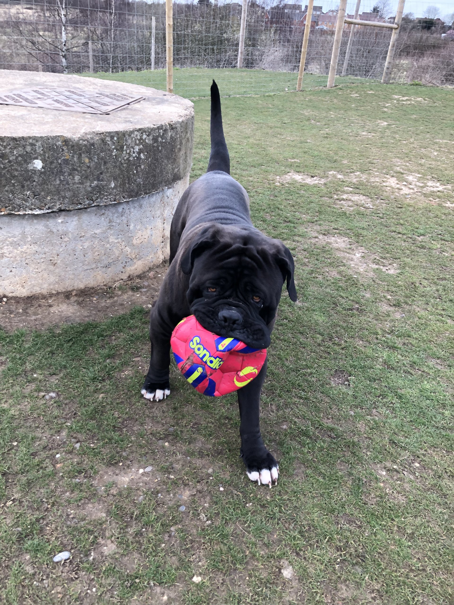 Dog Boarding Dog Kennels Barehams Dog Boarding Orsett