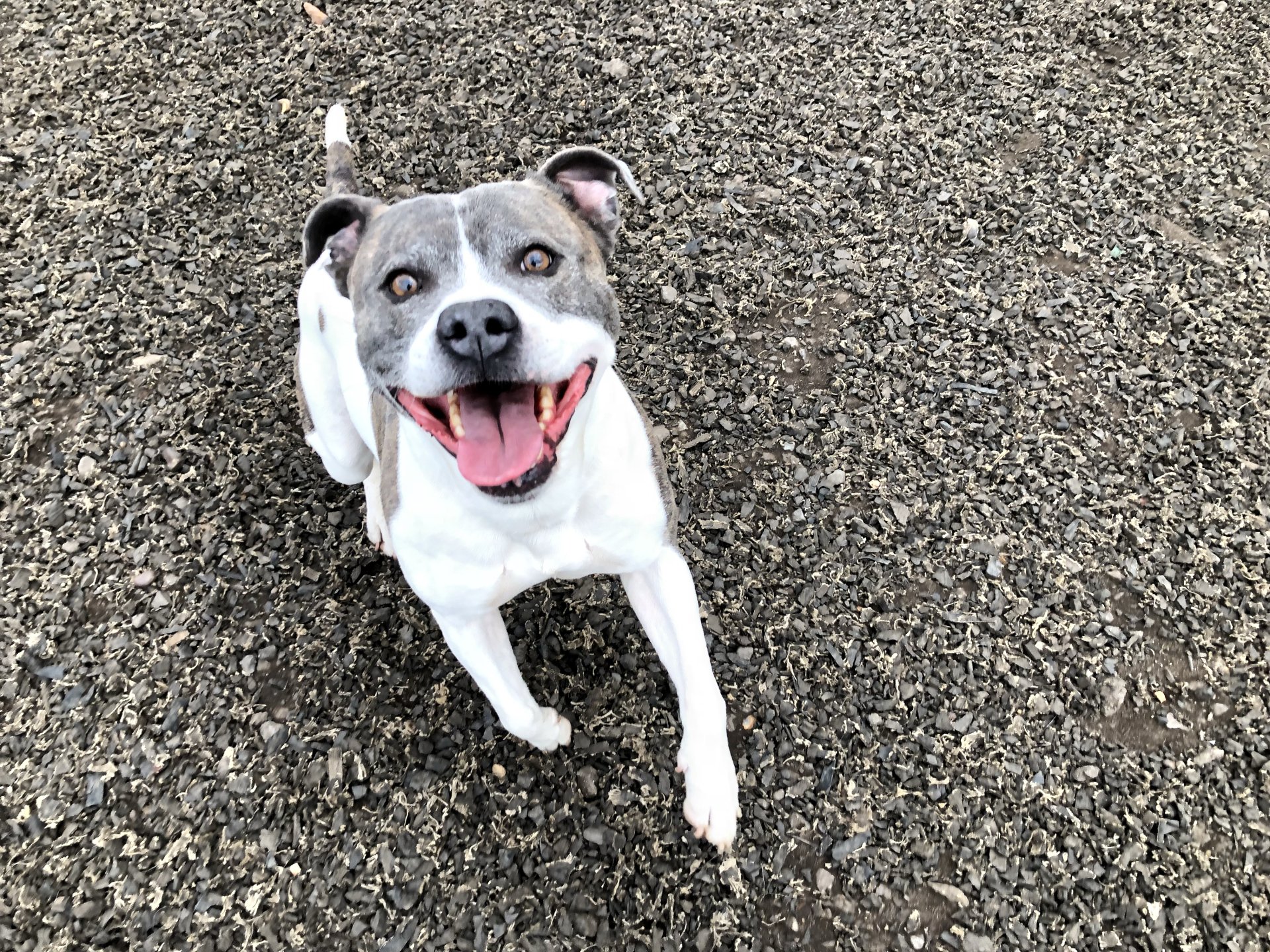 Dog Boarding Dog Kennels Barehams Dog Boarding Orsett