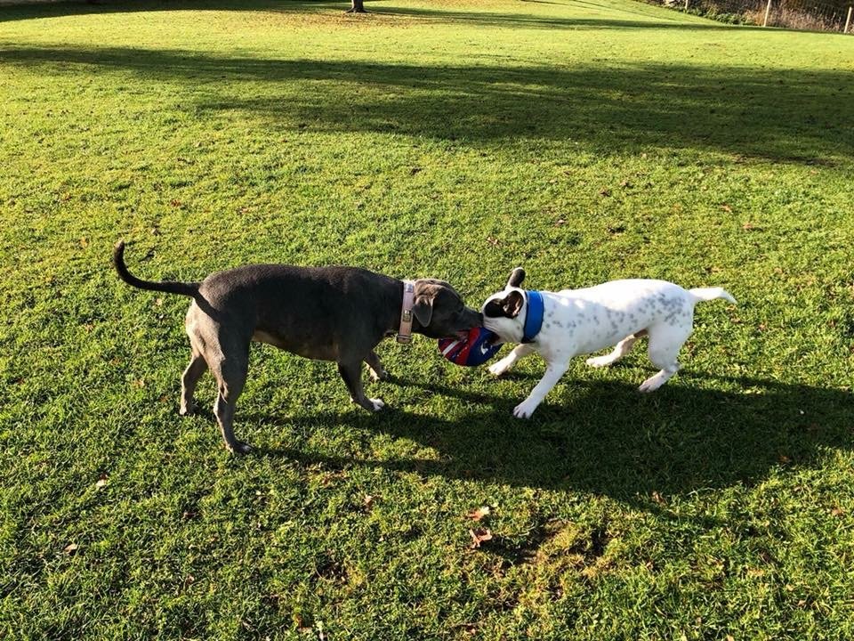 Dog Boarding Dog Kennels Barehams Dog Boarding Orsett