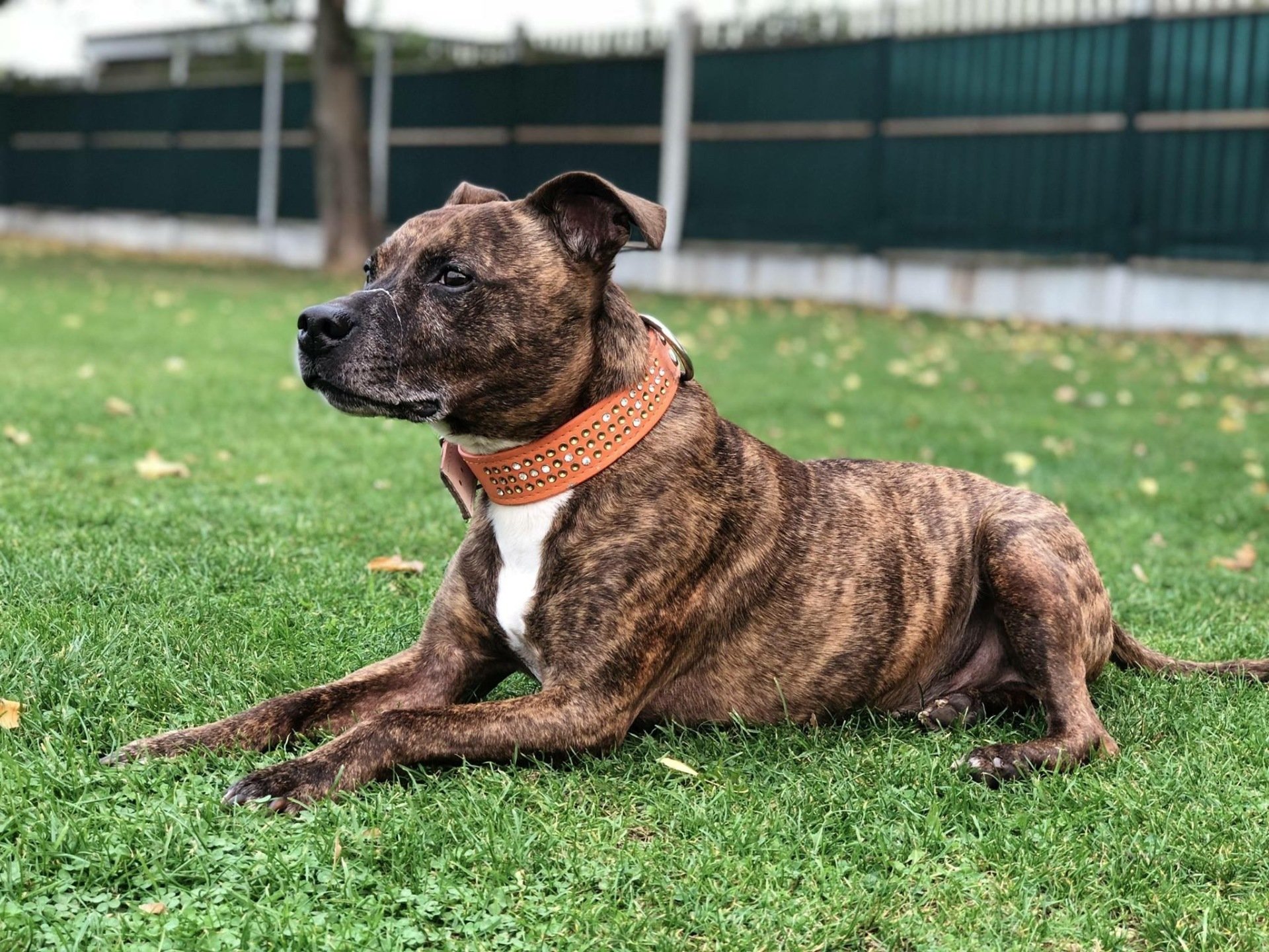 Dog Boarding Dog Kennels Barehams Dog Boarding Orsett