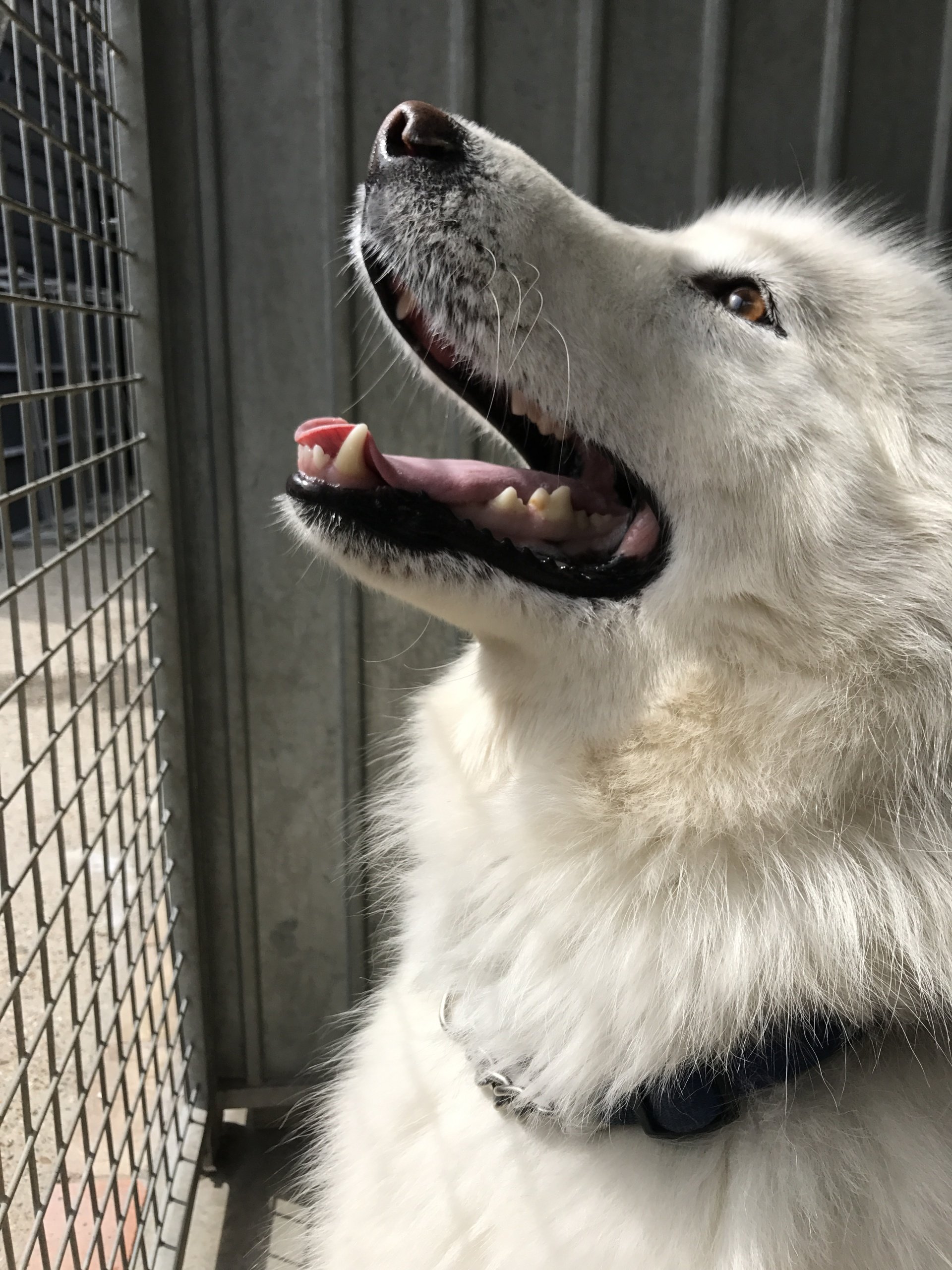 Dog Boarding Dog Kennels Barehams Dog Boarding Orsett