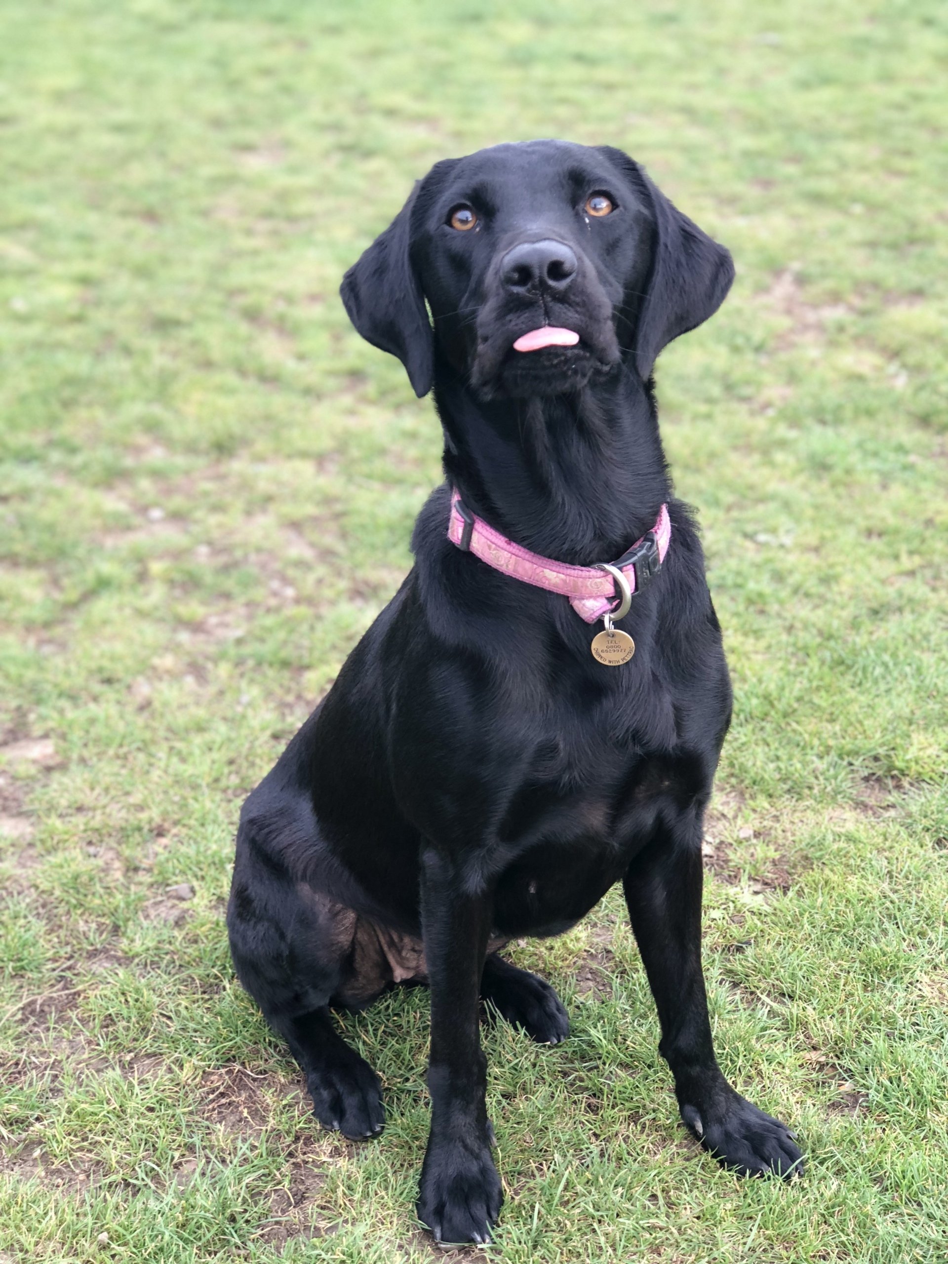 Dog Boarding Dog Kennels Barehams Dog Boarding Orsett