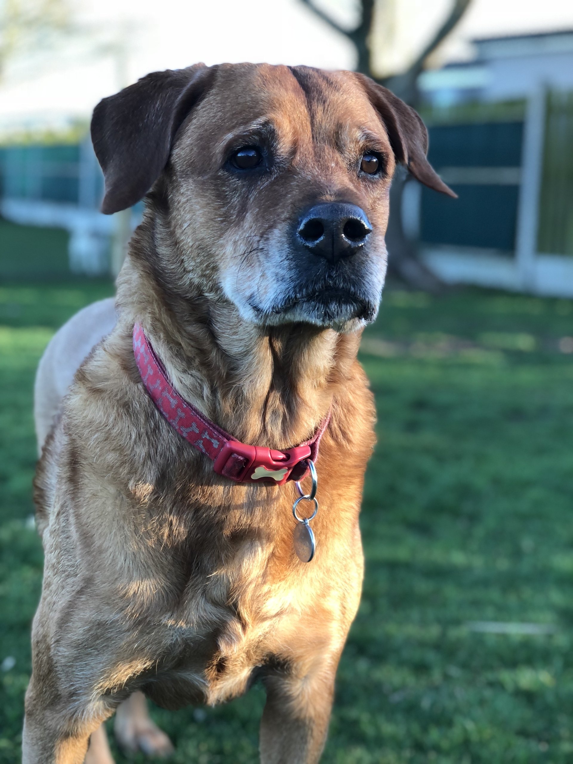 Dog Boarding Dog Kennels Barehams Dog Boarding Orsett