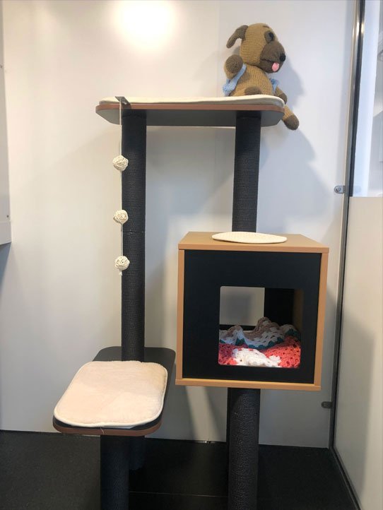 Luxury Cat Boarding Cattery Barehams Boarding Orsett