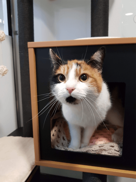 Luxury Cat Boarding Cattery Barehams Boarding Orsett