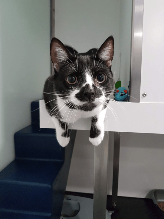 Luxury Cat Boarding Cattery Barehams Boarding Orsett