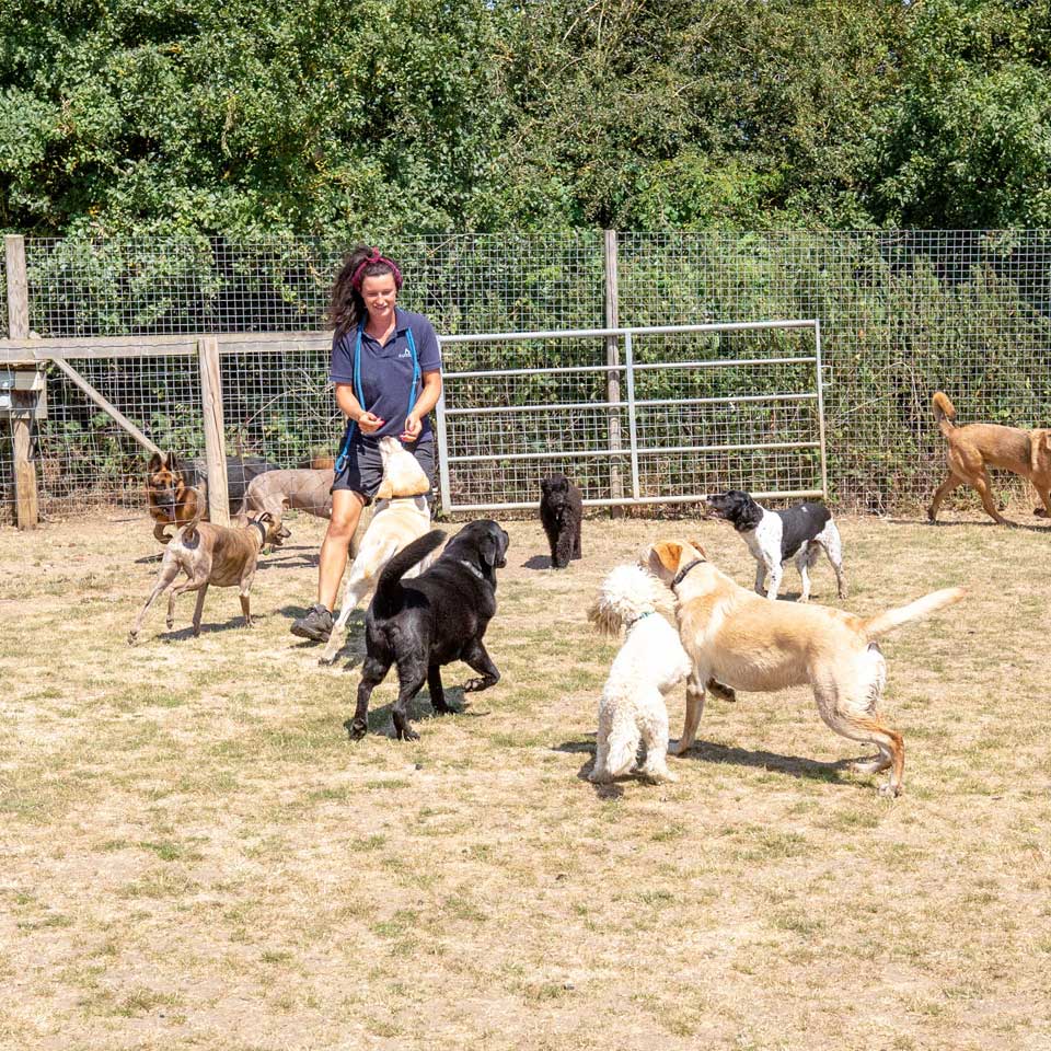 Dog Boarding Dog Kennels Barehams Dog Boarding Orsett