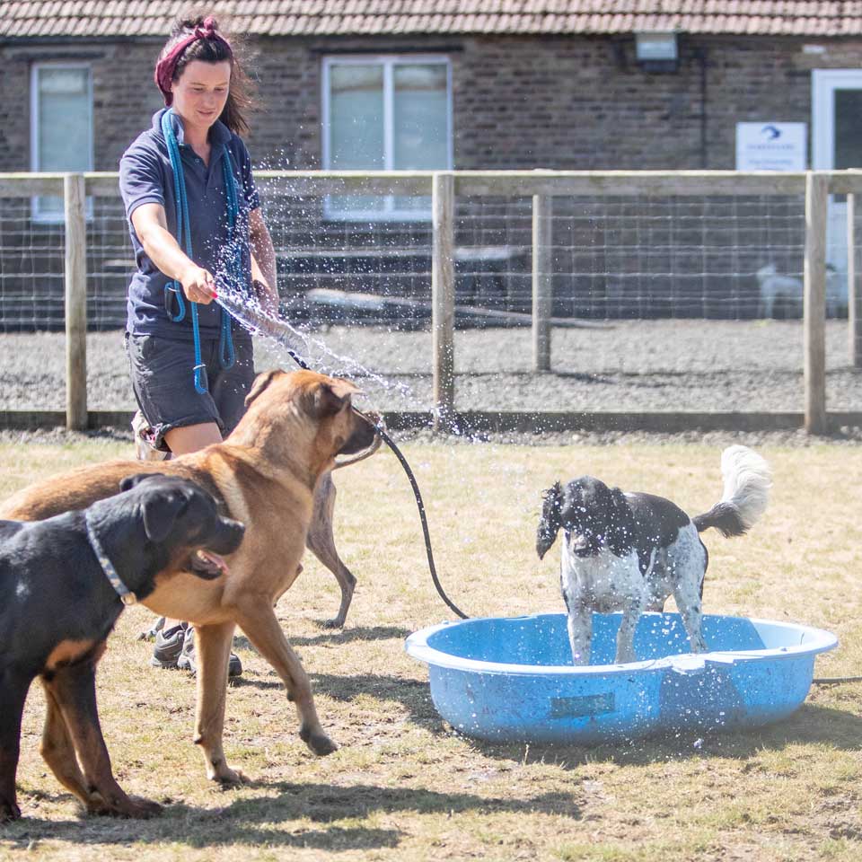 Dog Boarding Dog Kennels Barehams Dog Boarding Orsett