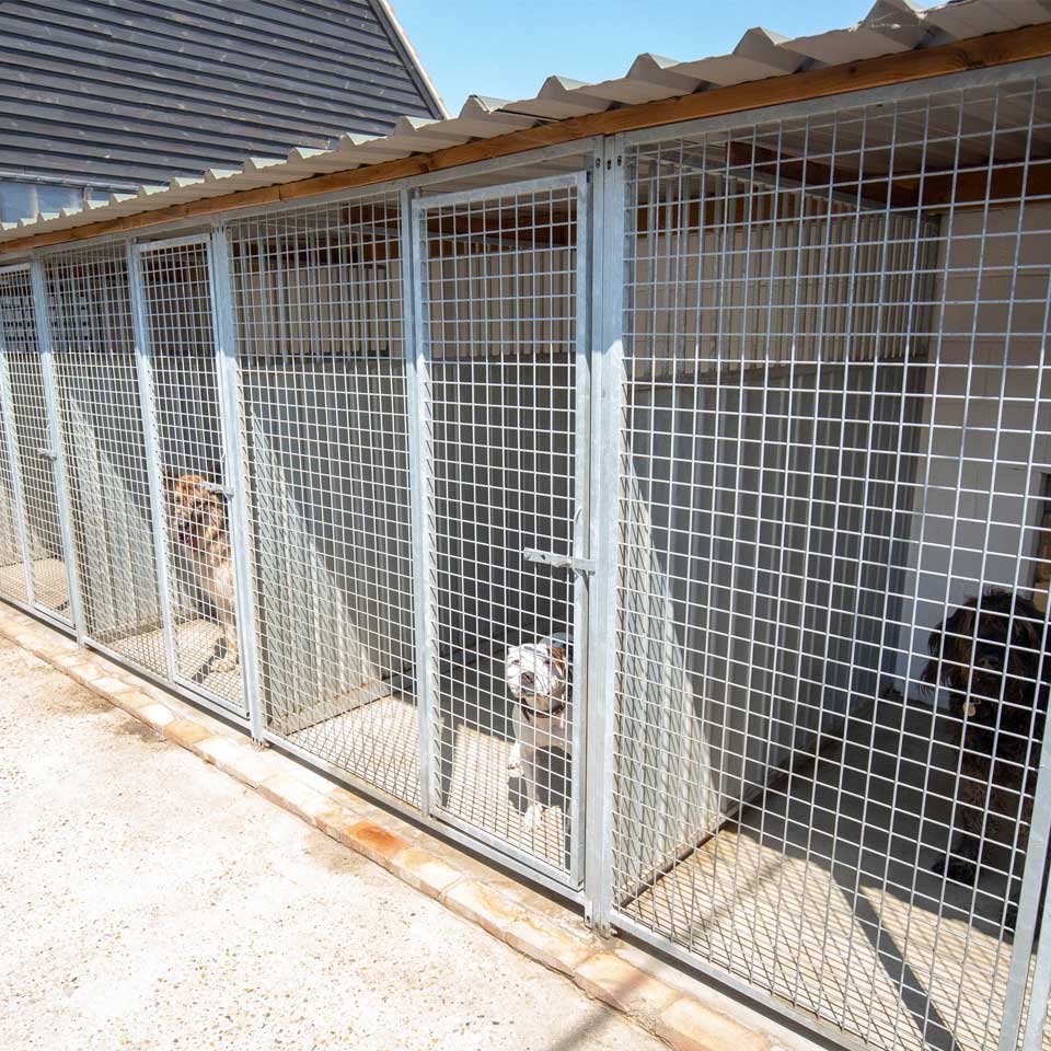 Dog Boarding Dog Kennels Barehams Dog Boarding Orsett