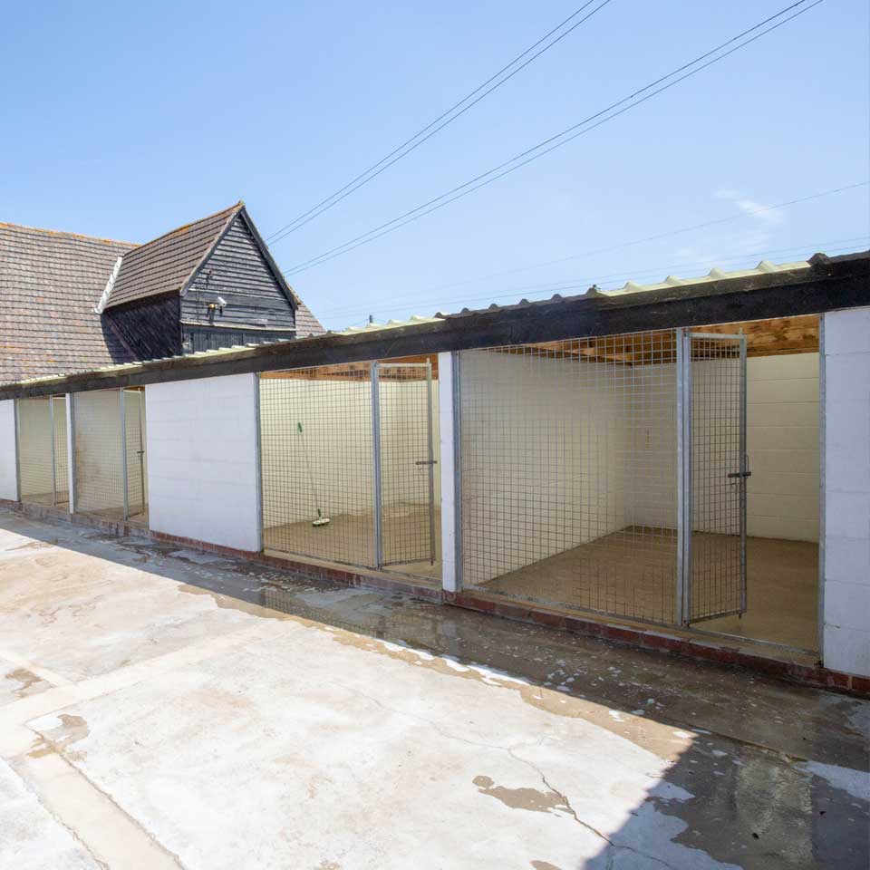 Dog Boarding Dog Kennels Barehams Dog Boarding Orsett