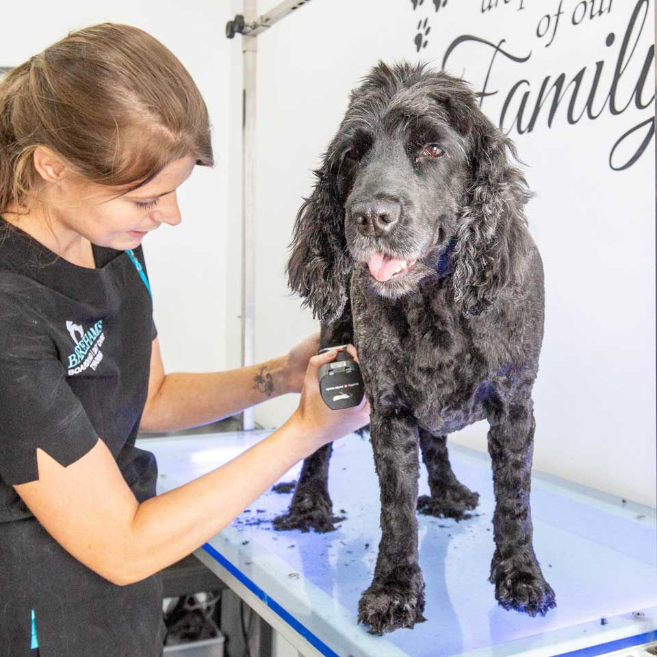 barehams dog training