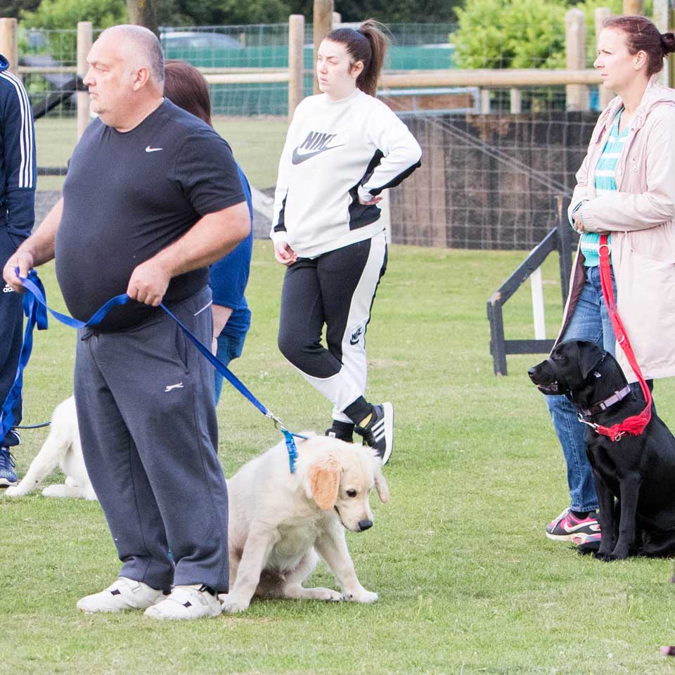 Puppy Training Classes Barehams Training Orsett Grays