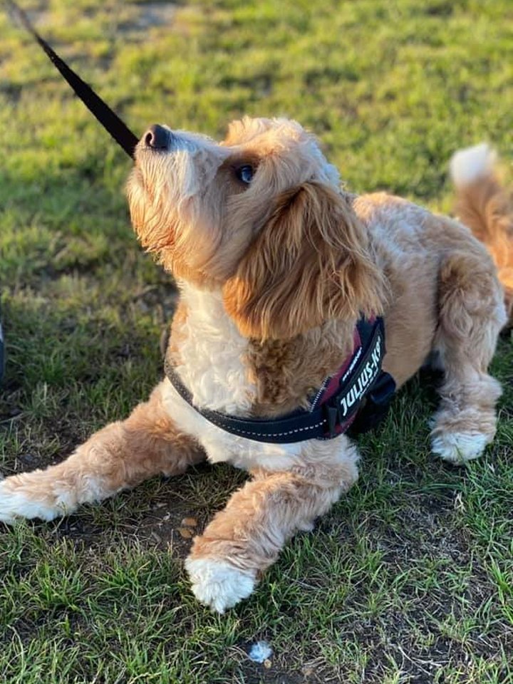 Dog Training |Barehams Boarding & Doggy Day Care Orsett
