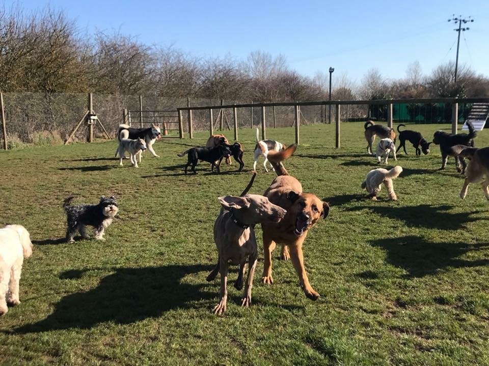 Puppy Socialisation Classes Barehams Training Orsett