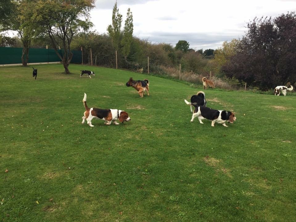 Puppy Socialisation Classes Barehams Training Orsett