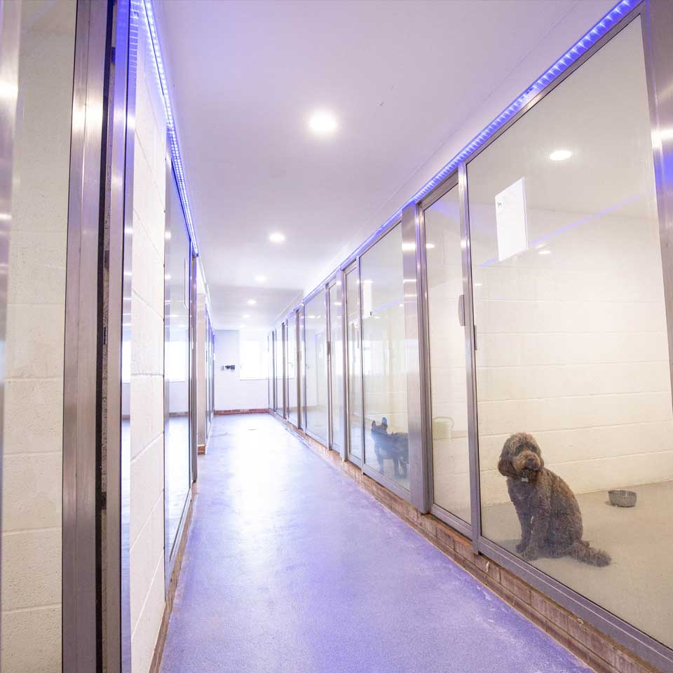 VIP Dog Boarding Barehams Boarding Orsett, Grays