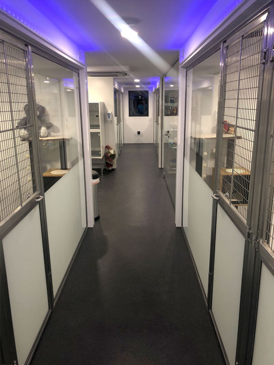 Luxury Cat Boarding Cattery Barehams Boarding & Daycare Centre Orsett