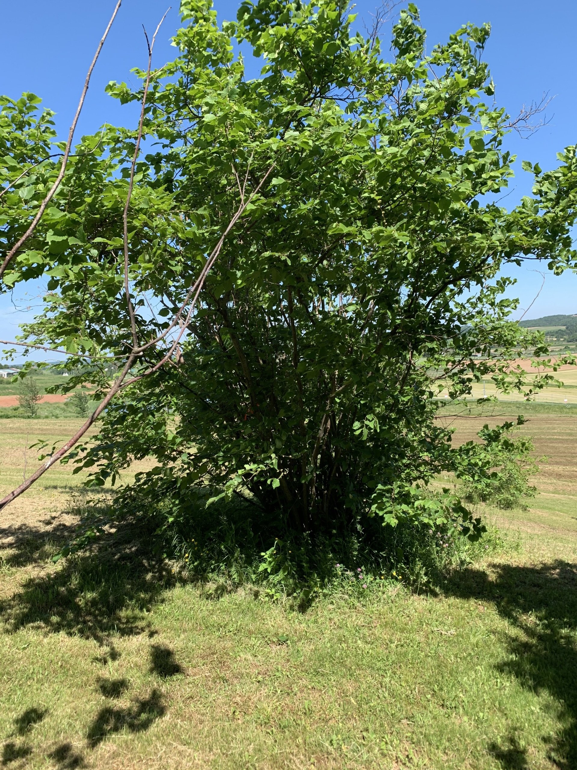 Our Celtic Hearth Grand Pre Nova Scotia