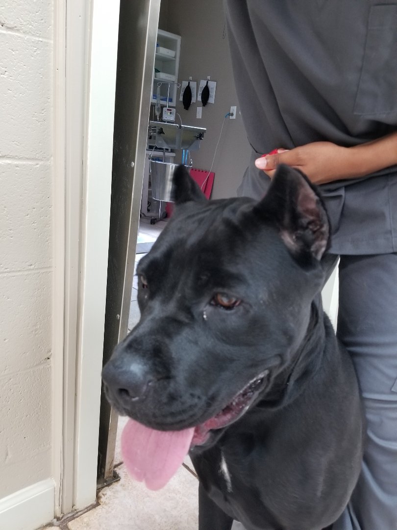 Ear Cropping Dogwood Animal Hospital