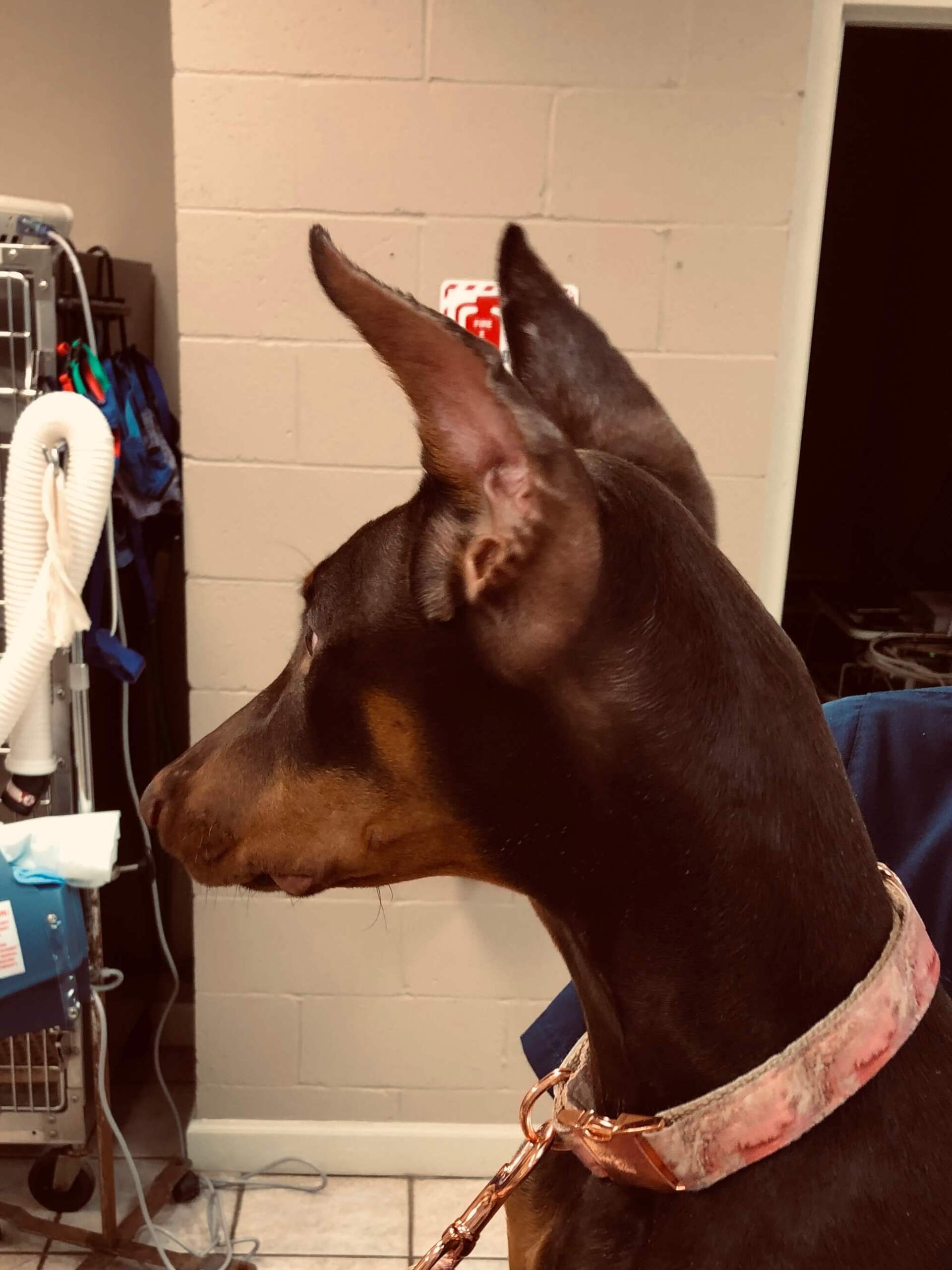 Ear Cropping Dogwood Animal Hospital