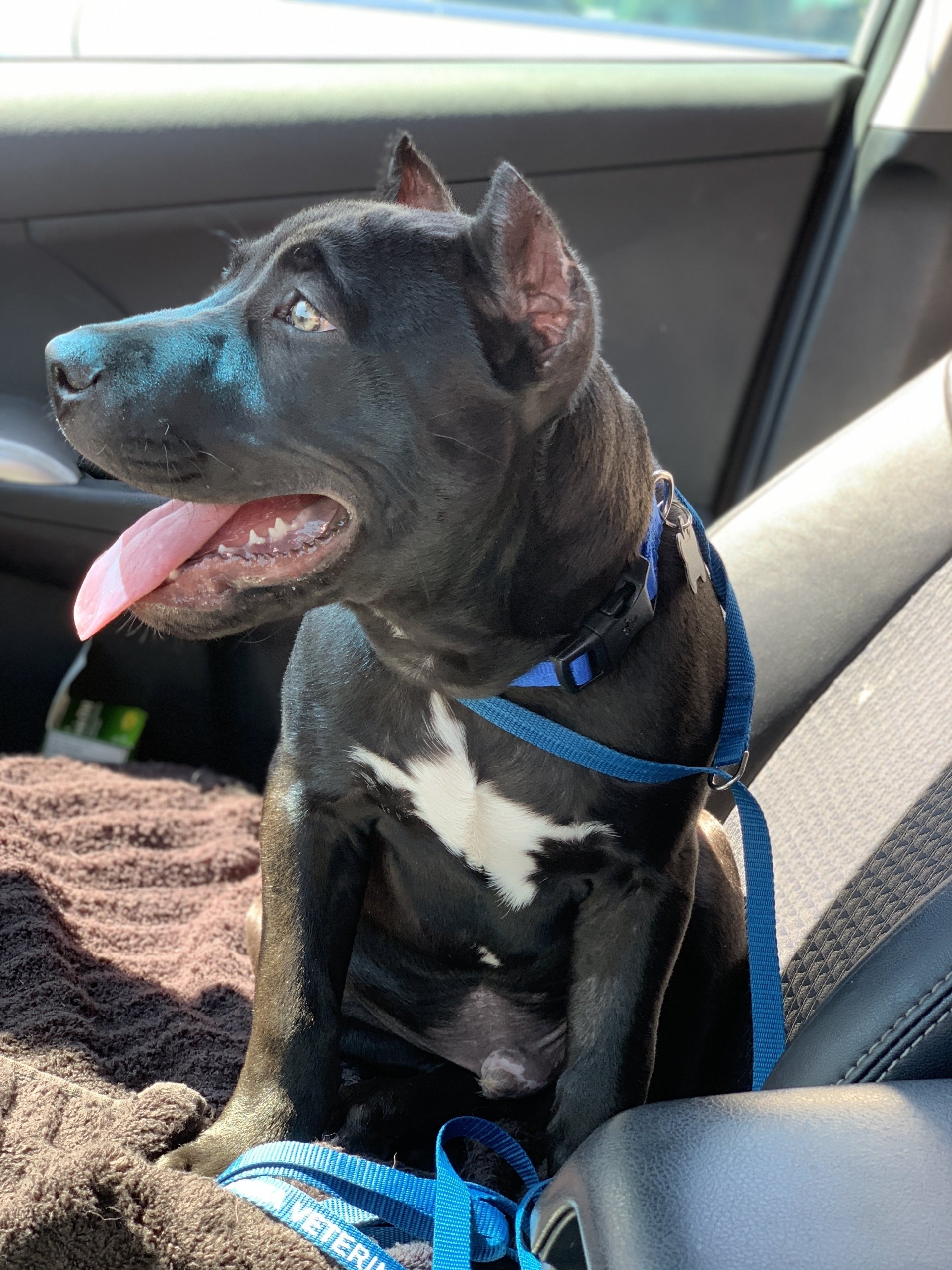 Ear Cropping Dogwood Animal Hospital