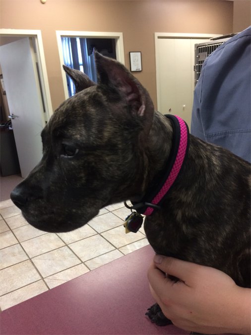 Ear Cropping Dogwood Animal Hospital