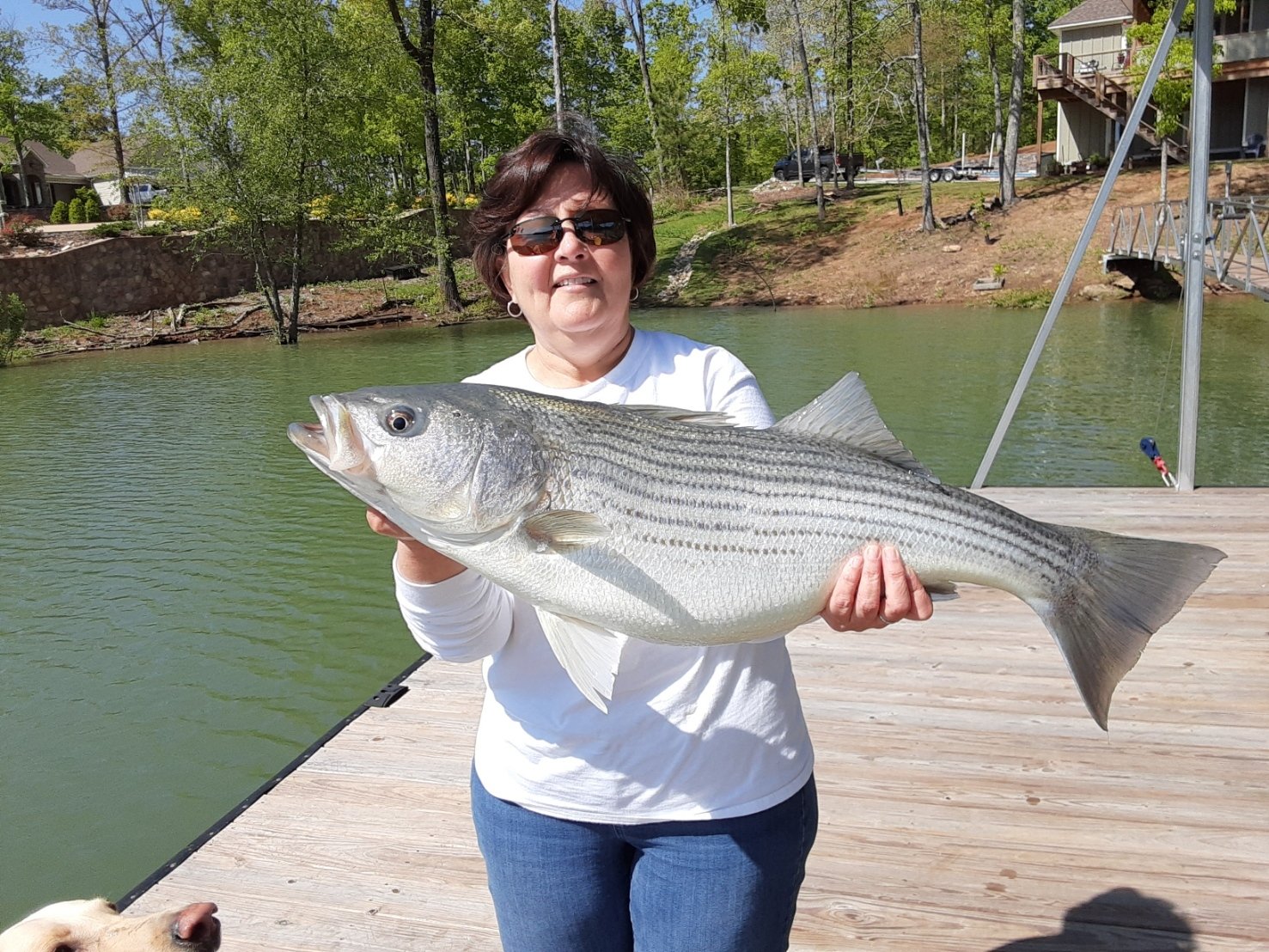 Smith Lake Fishing Adventures Gallery Striped Bass Fishing Guide AL