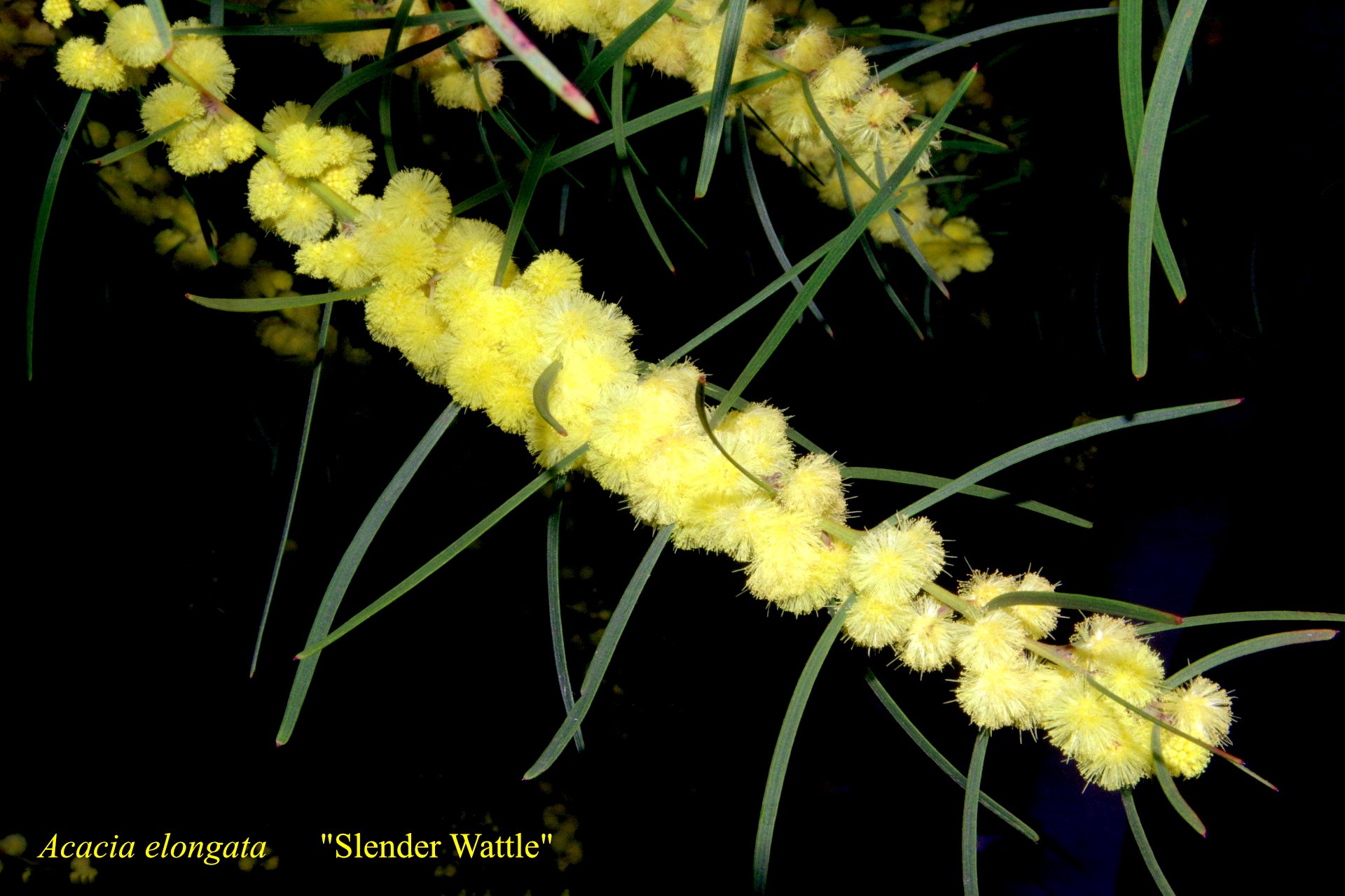 Acacia Elongata