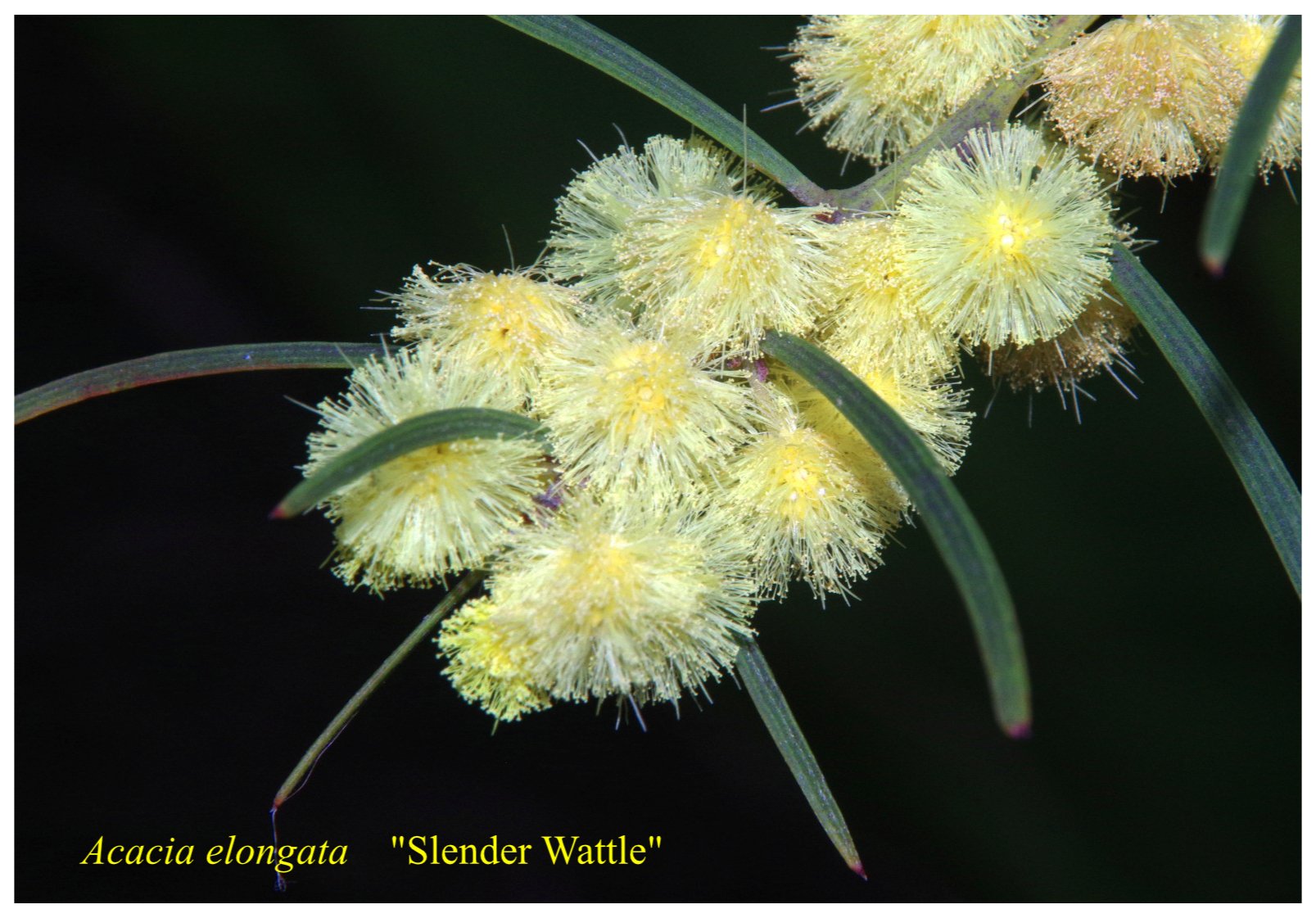 Acacia Elongata