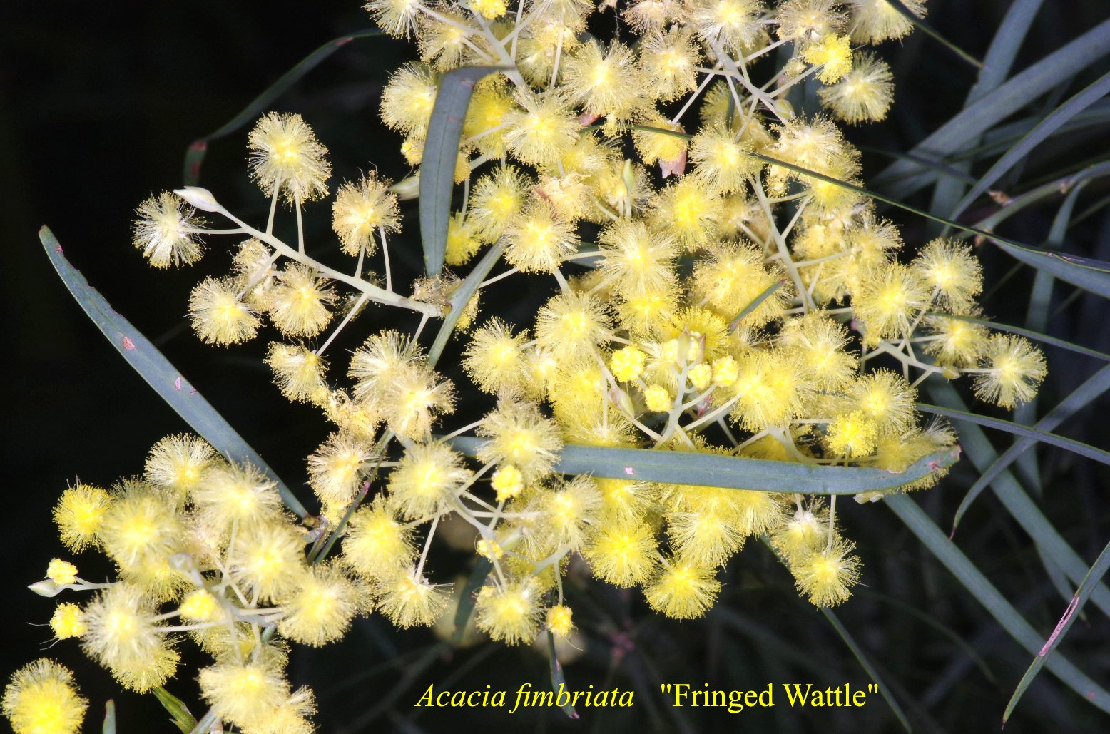 Acacia Elongata
