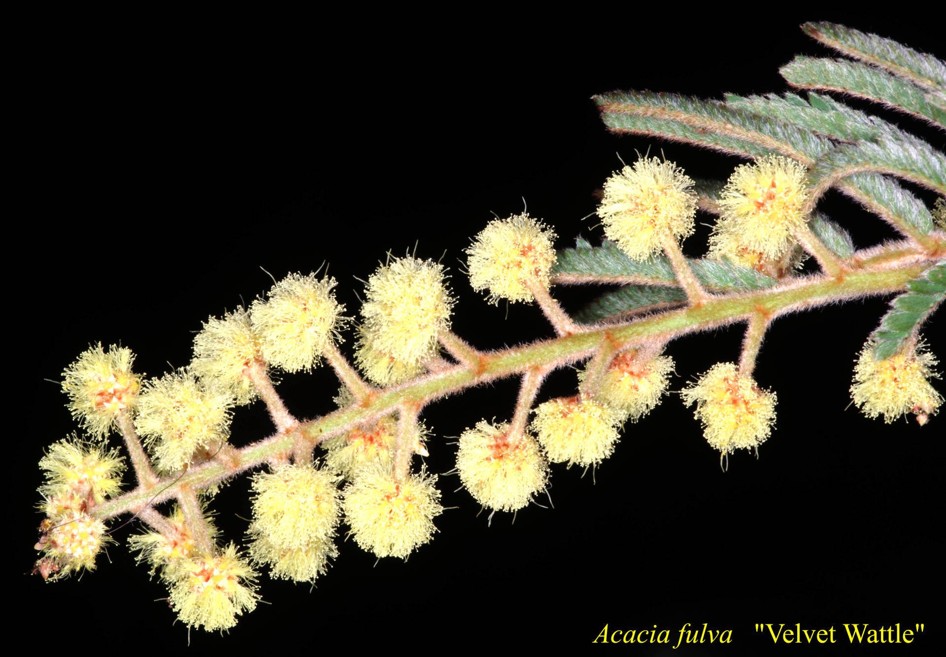 Acacia Elongata