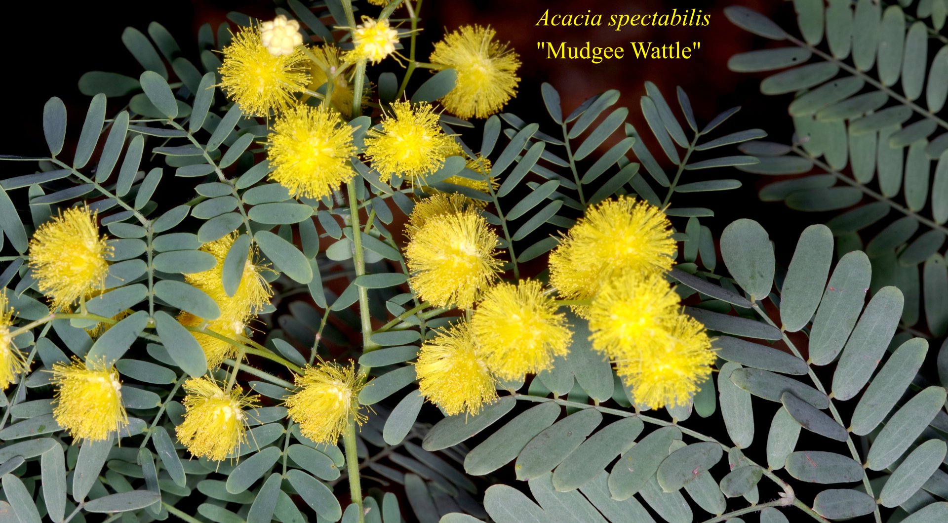 Acacia Oxycedrus