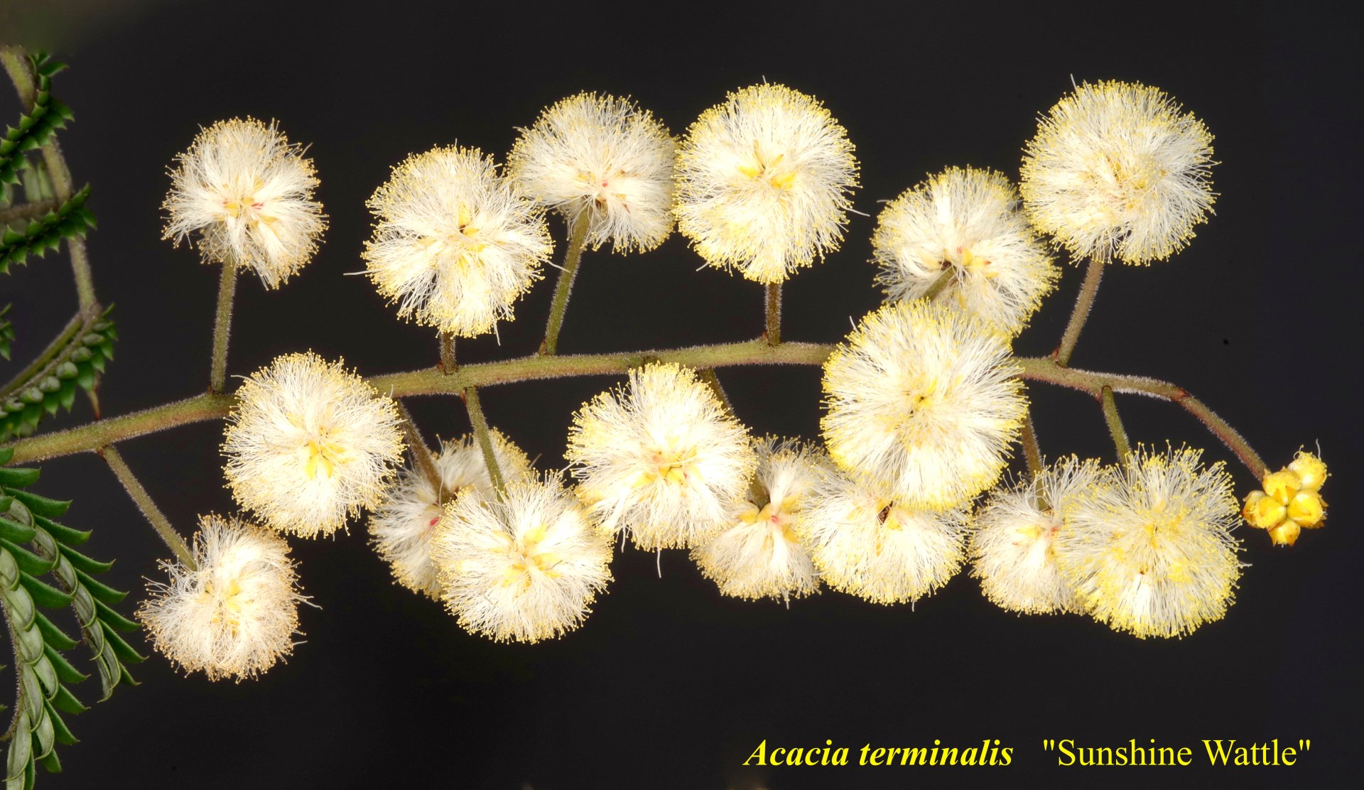 Acacia Terminalis