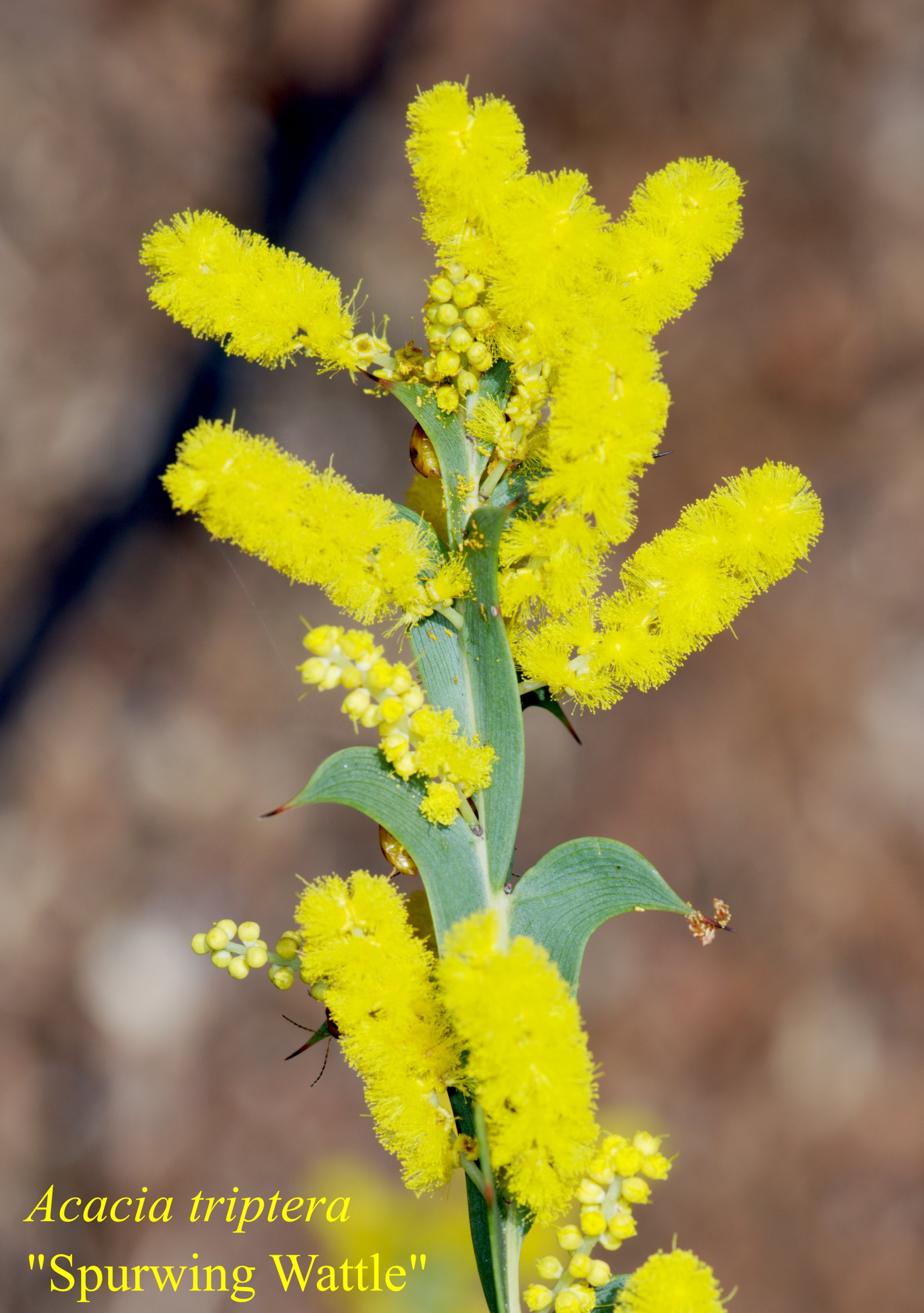 Acacia Elongata