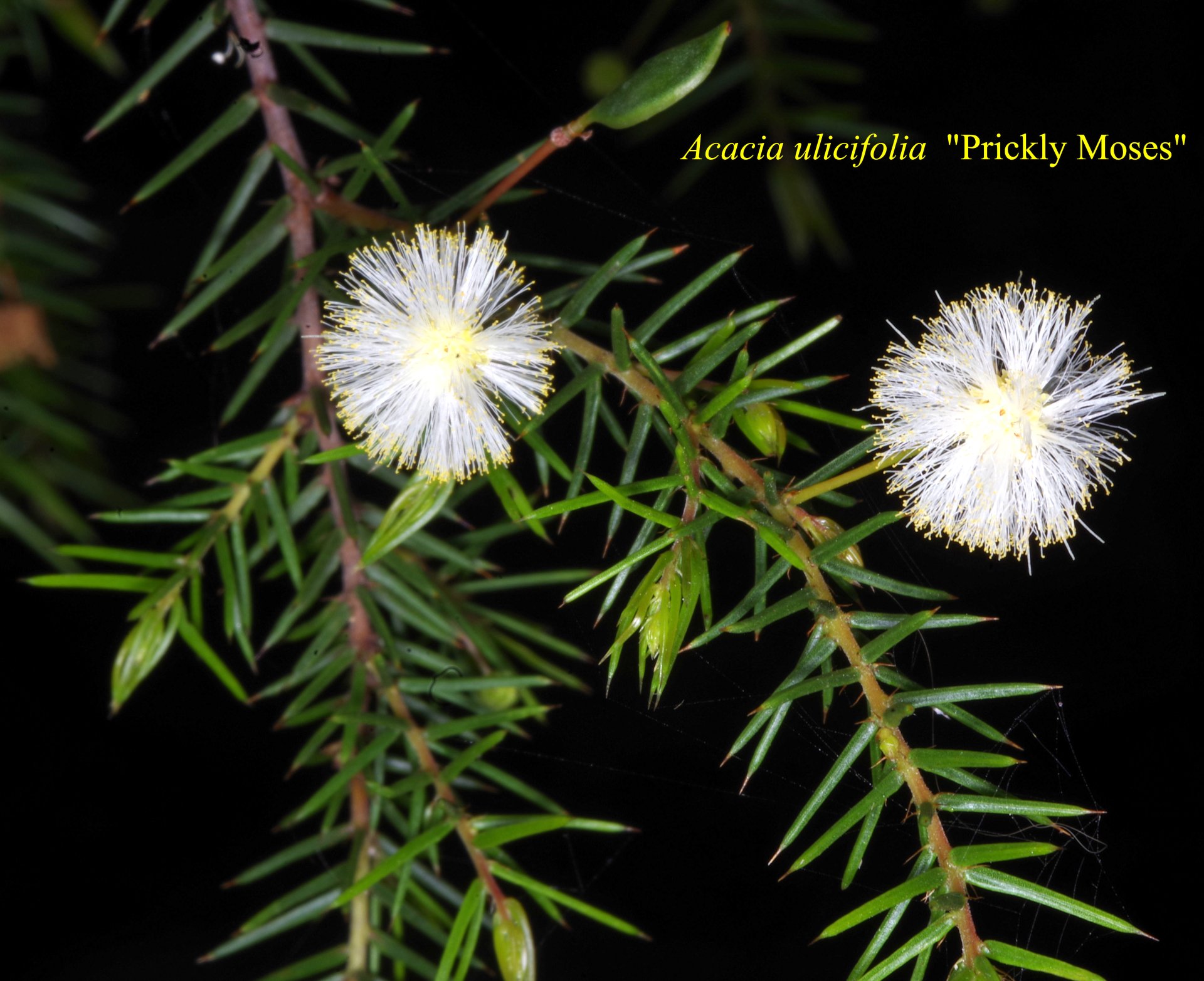 Acacia Ulicifolia