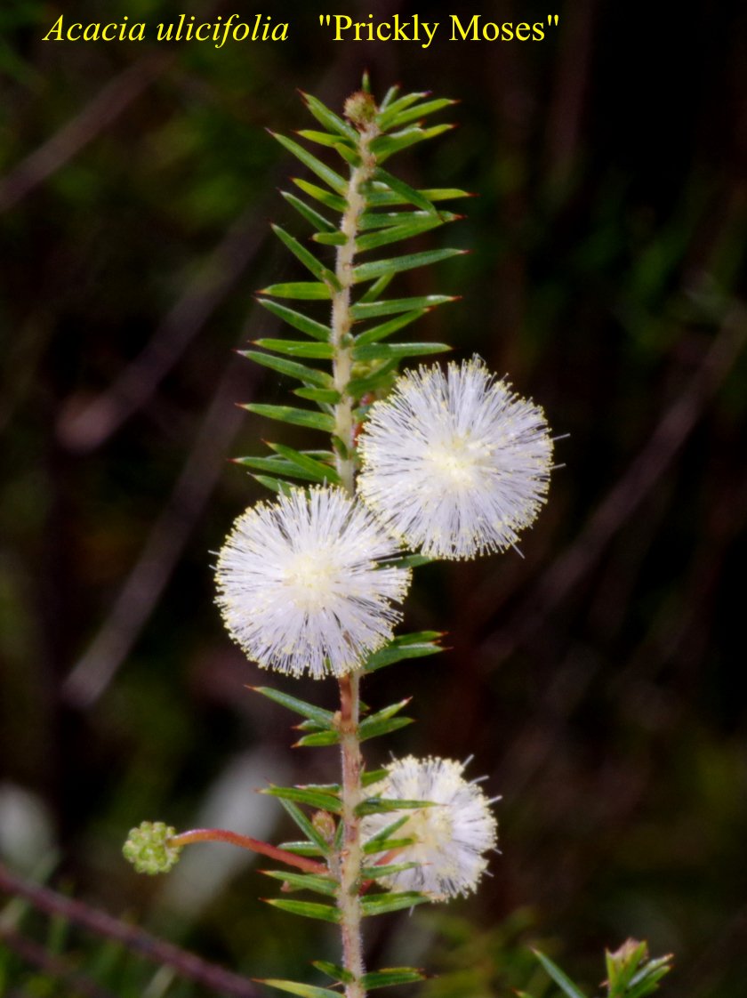 Acacia Ulicifolia