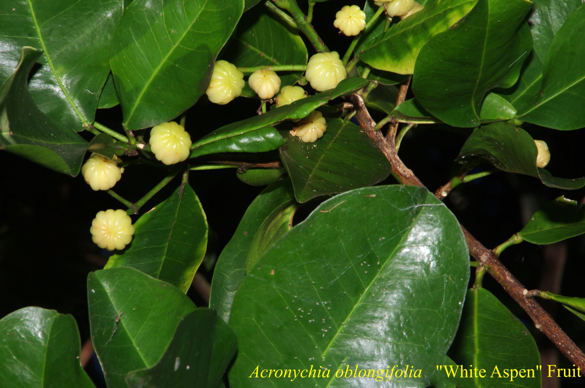 Acronycha Oblonga Fruit